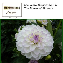 "The Power of Flowers" - Leonardo Momento Zero Grande 2.0 pen collection