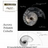 Aurora Trilobiti pen collection - Cobalto